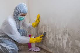 Best Mold Damage Restoration  in Utica, NY